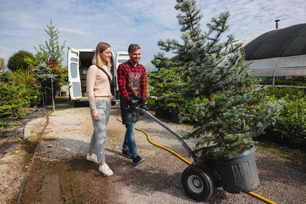 Tree and Shrub Care in Harlem, FL